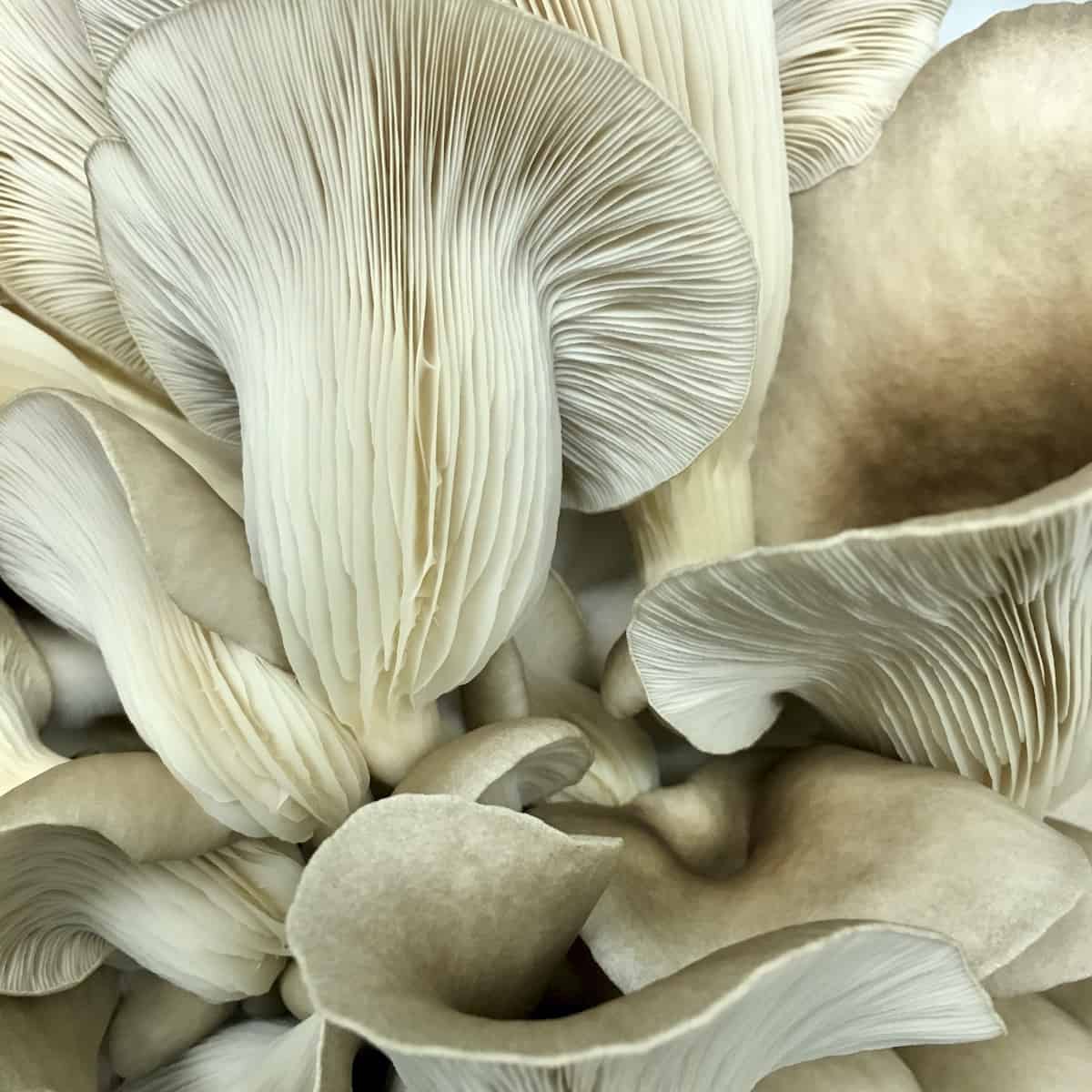 Oyster mushrooms.