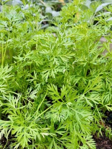 carrot tops basil pesto