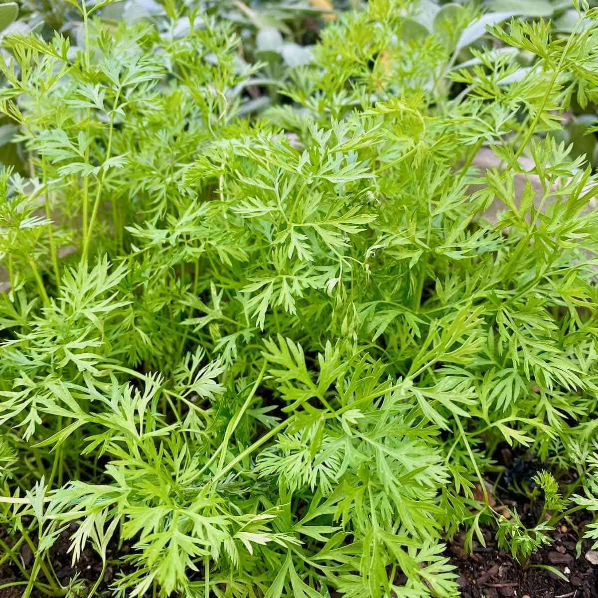 fresh carrot tops