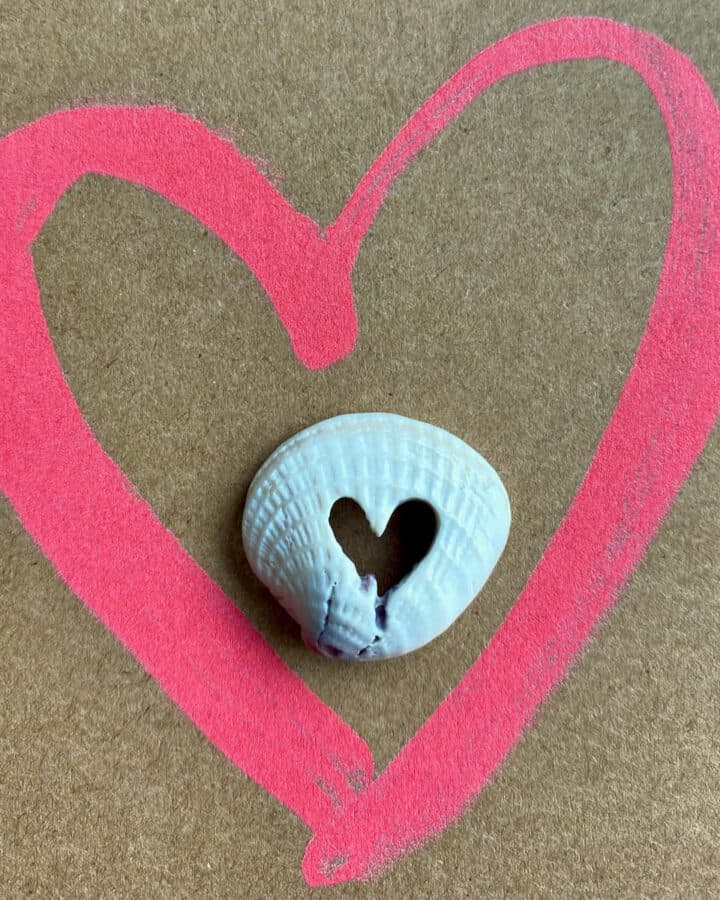 heart shaped seashell