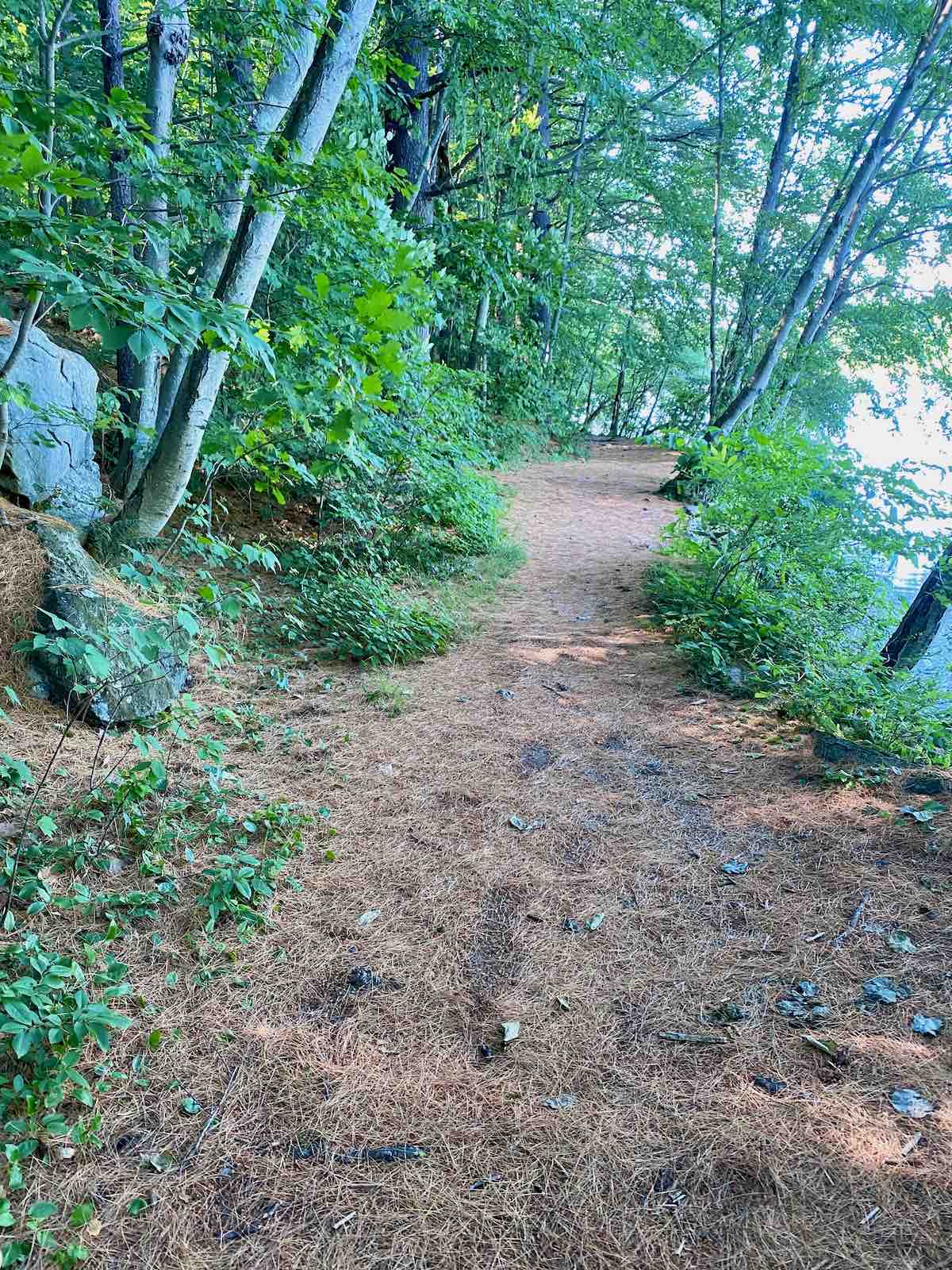 A new path of pine needles at Lake Elise.