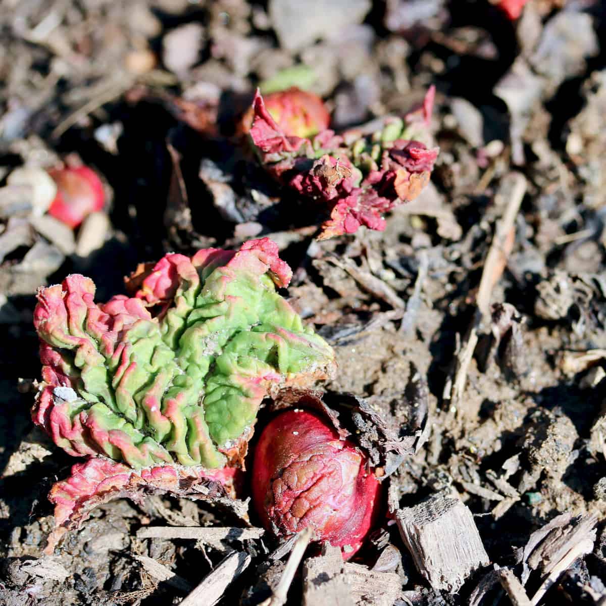 Rhubarb growing in my garden.