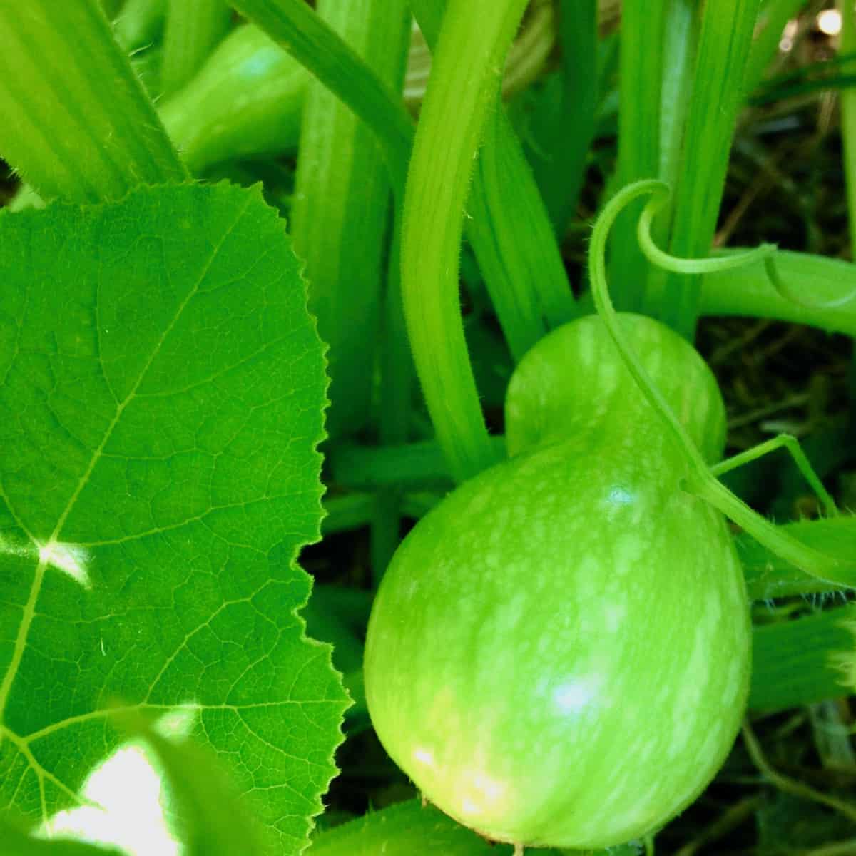 Growing butternut squash.