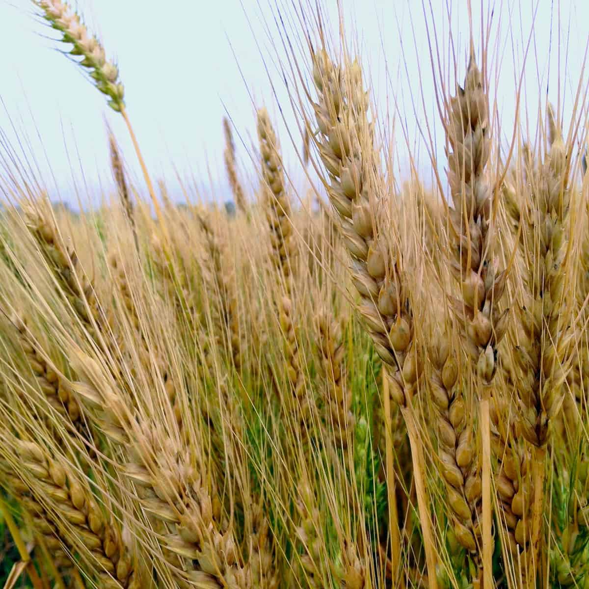 From Field to Fork a healthy wheat field.