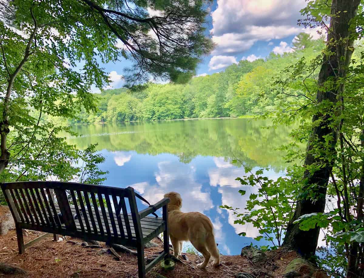 Will's Bench spring time view.