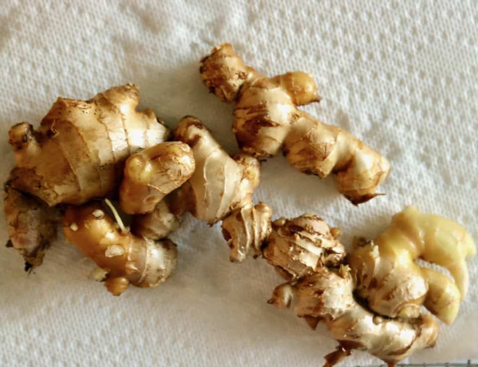 Homegrown ginger roots.
