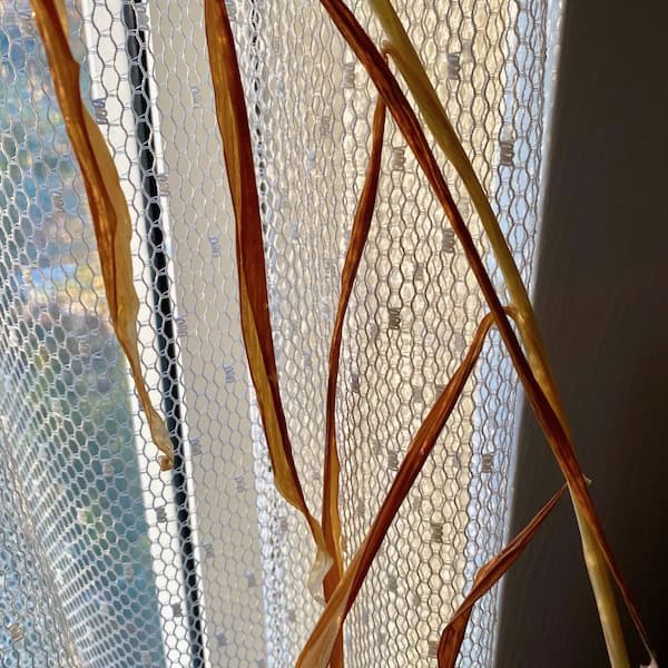 Withering ginger grown indoors.
