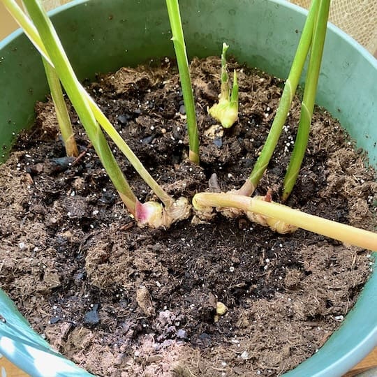 Growing ginger indoors in a pot.