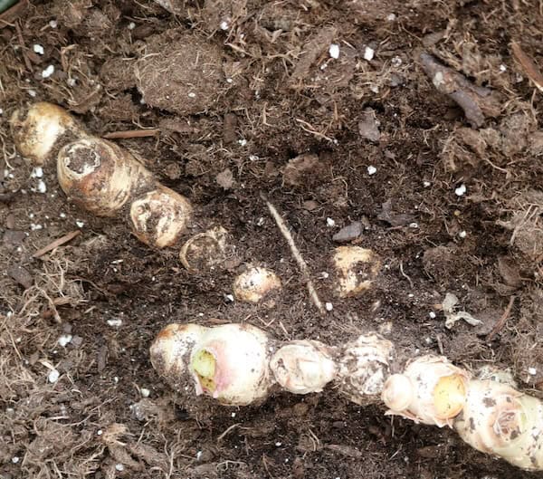 Growing ginger root ready to harvest.