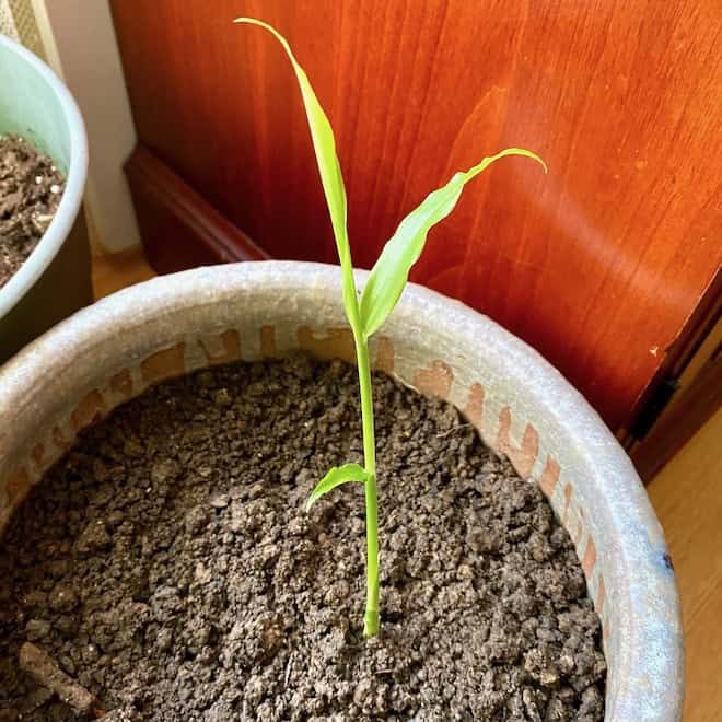 Growing ginger indoors.