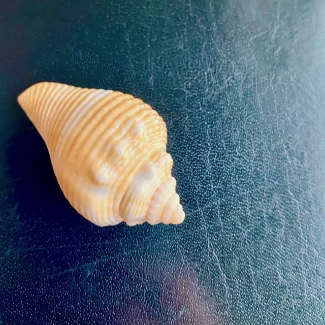 Seashell with a natural spiral.