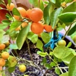 Calamansi plant.
