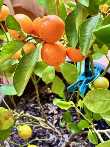 Calamansi plant.