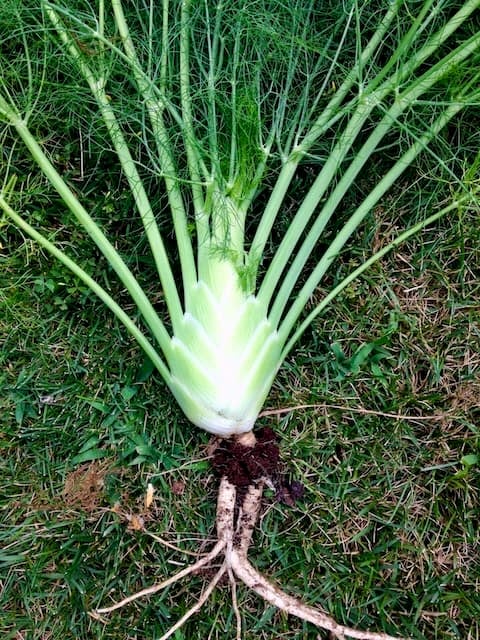 Fresh picked fennel for apple pie filling.